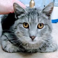Ласковый годовалый котик