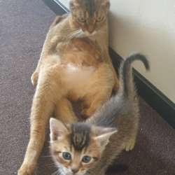 Отдам котят