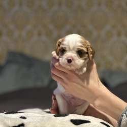 Cavalier king ?