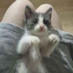Котенок в Екатеринбурге