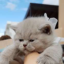 Красивые шикарные котята фото 13