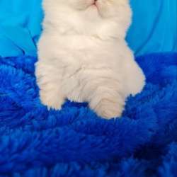 Британские и шотдандские котята