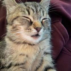 Котенок даром в Костроме