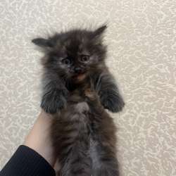 Котенок