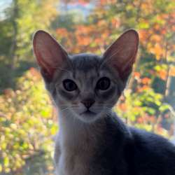Абиссинский котенок