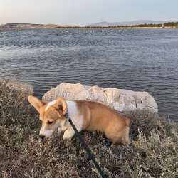 Pembroke Welsh Corgi