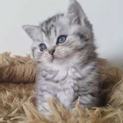 Шотландские котята фото 13