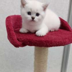 Шотландские котята на продажу фото 4