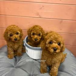 Карликовый Пудель Poodle фото 4