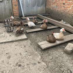 Продам мускусных живых уток. в Воронеже