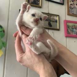 Продаю британских вислоухих котят.