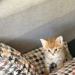 Котята британцы в Саратове фото 5