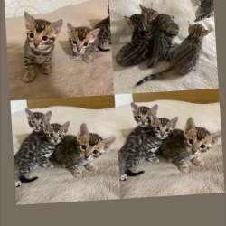 Бенгальский котёнок