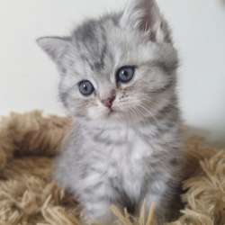 Шотландские котята фото 3