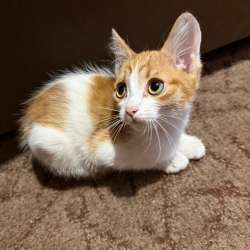 Котята в добрые руки! в Новокузнецке фото 4