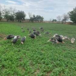 Продаю индюки в Махачкале
