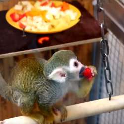 Обезьянка ищет ответственную, обеспеченную Семью. Monkey фото 5