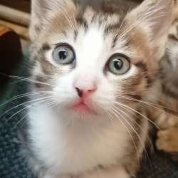 Котенок в добрые руки. 2 месяца