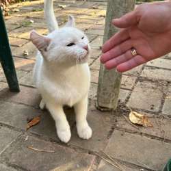 Кошечка в добрые руки в Обнинске фото 4
