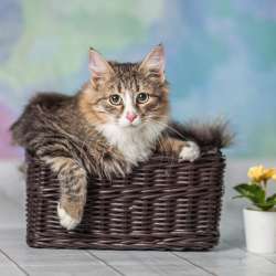 Котенок по имени Чипп ищет дом