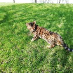Бенгальские котята, бенгальская кошечка, домашний леопард))