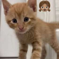 Котята в добрые руки!