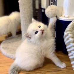 Котик Рэгдолл в Уфе