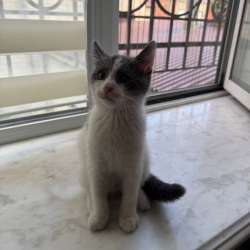 Котенок в добрые руки в Махачкале фото 4