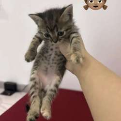 Котята в добрые руки! в Казани