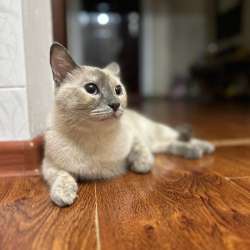 Кошка тайской породы