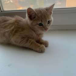 Котенок мальчик