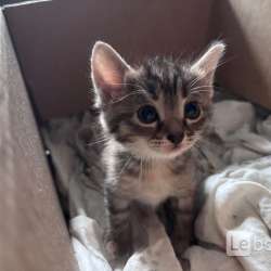 Котенок