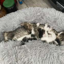 Отдам котят в добрые руки
