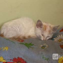 Отдам котёнка в Чите