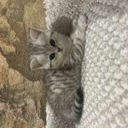 Котенок породистый в Уфе