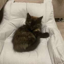 Котёнок трёхцветный в Уфе