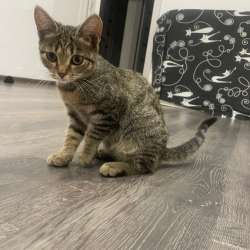 Котенок в Томске фото 3
