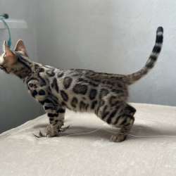 Available Bengal kittens фото 5
