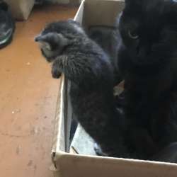 Котёнок девочка Вологда Сосновка в Вологде фото 4