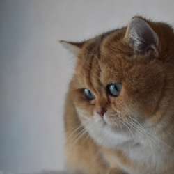 Золотые британские котята фото 4