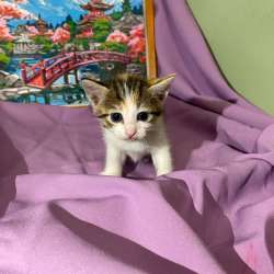 Котенок в добрые руки