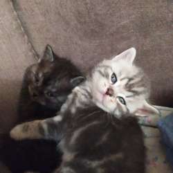 Котята шотландцы британцы фото 3