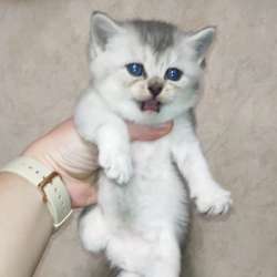 Продам шотландского котенка