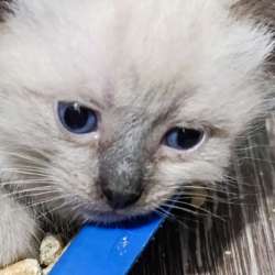 Котята в добрые руки в Истре фото 4