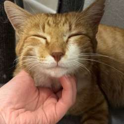 Котенок в добрые руки в Уфе