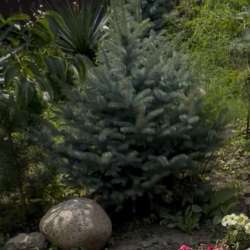 Ель голубая 130см