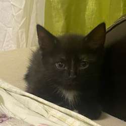 Котята ищут семью в Энгельсе фото 3