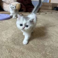 Шотландские котята в Кирово-Чепецке фото 5