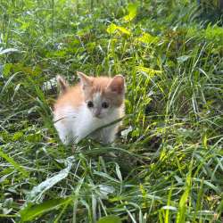 Котята