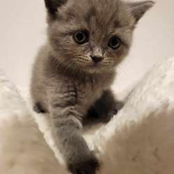Котята скотиш фолд/ страйт фото 12